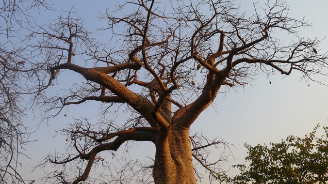 Some of these baobab trees are thousands of years old.