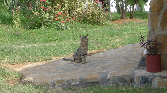 A mix of domestic moggy and African wild cat 